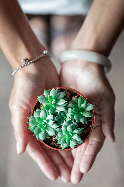 Photo With Plants, Plants Photoshoot Ideas, Plant Photography Creative, Growth Photoshoot, Plant Photoshoot Ideas, Plant Photoshoot, Agriculture Photography, Plant In A Pot, Trendy Plants