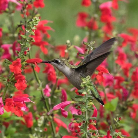 To attract hummingbirds to the garden, consider planting a perennial garden for hummingbirds using the tips in this article. Hummingbird Garden Ideas, Attracting Hummingbirds, Hummingbird Plants, Attract Hummingbirds, Hummingbird Garden, Best Flowers, Garden Inspo, How To Attract Hummingbirds, Wallpaper Abstract