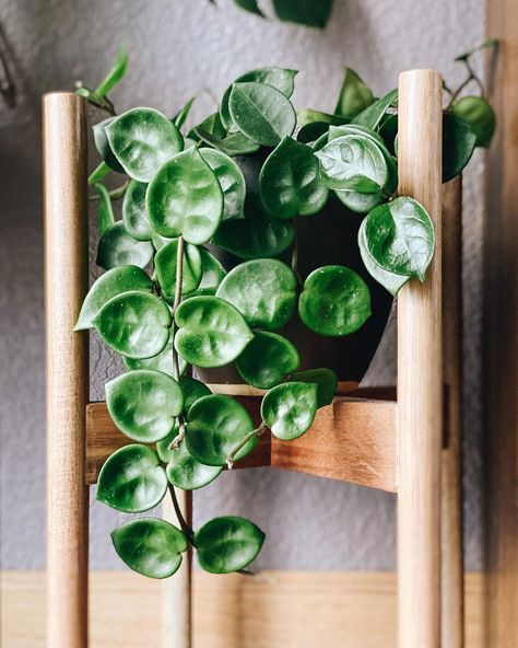 Dj Steinmetz on Instagram: “In honor of me missing out on the Hoya Fungii restock at Gabriella Plants, here’s my pride and joy Hoya Chelsea. Anyone have Fungii…” Hoya Fungii, Hoya Plant Care, Hoya Chelsea, Free Dopamine, Rare Hoya, Hoya Plant, Wax Plant, Plant Wishlist, Plant Goals