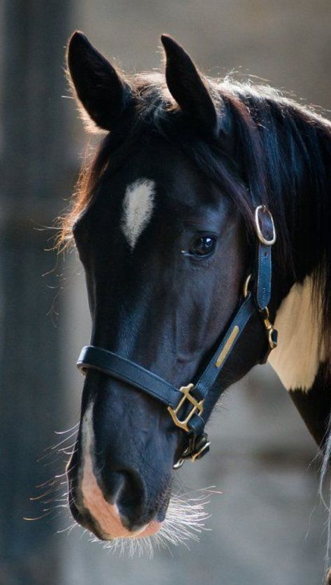 Horse Portrait Photography Faces, Horse Reference Photos Head, Horse Black Background Photography, Arabian Horse Portrait, Funny Horse Videos, American Paint Horse Photography, Pictures With Horses, Beautiful Horses Photography, Watercolor Paintings Of Animals