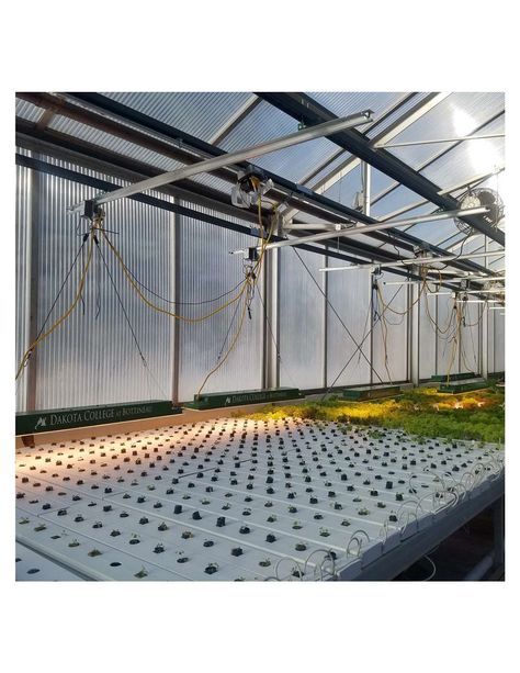 Long rectangular grow lights on LightRail light movers. See how this works… (Dakota College #greenhouse study) #hydroponics https://www.lightrail3.com/how-to-hang-a-long-rectangular-grow-light-on-a-lightrail/ Hang Grow Lights, Greenhouse Grow Lights, Pendant Grow Light, Led Grow Lights The Home Depot, Best Led Grow Lights, Grow Lights, Hydroponics, Hanging Lights, Lighting