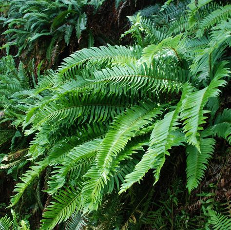 Yurt Landscaping, Polystichum Munitum, Backyard Refresh, Fern Garden, Nut Trees, Plant Types, Oak House, Fern Tattoo, Amazing Plants