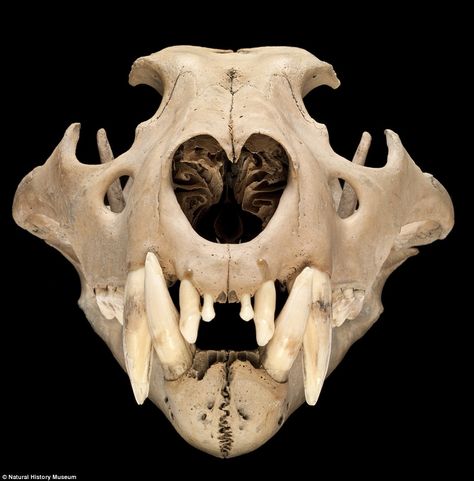 The size of the Barbary lion Lion Anatomy, Barbary Lion, Lion Skull, Skull Anatomy, Skull Reference, Skull Collection, Largest Lion, The Tower Of London, African Lion