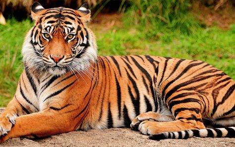 Dangerous Jungle, Big Tiger, Panthera Tigris, Tiger Wallpaper, Tiger Pictures, Wild Tiger, Bengal Tiger, Historical Place, Best Pillow