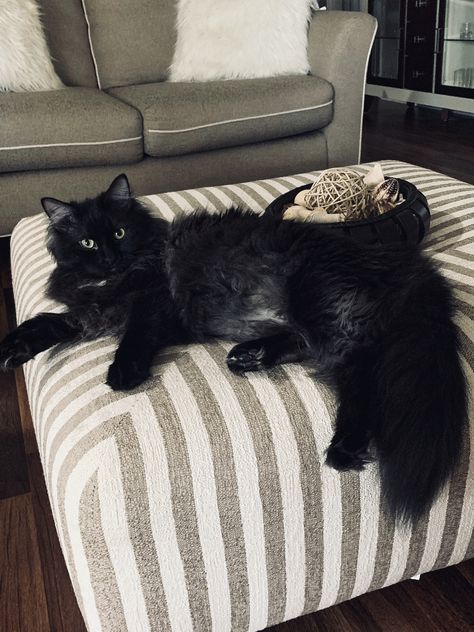 Fluffy Black Cat, Black Kitties, Black Cat Aesthetic, Dream's Cat, Siberian Cat, Norwegian Forest Cat, Cat Aesthetic, Cats Cute, Cats Meow