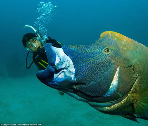 In another shot the scuba diver looks as if they are being ejected from the giant fish's mouth back into the ocean Wrasse Fish, Sea Pig, Giant Fish, Weather Radar, Life Under The Sea, Leagues Under The Sea, Animals Friendship, Weather Channel, The Weather Channel