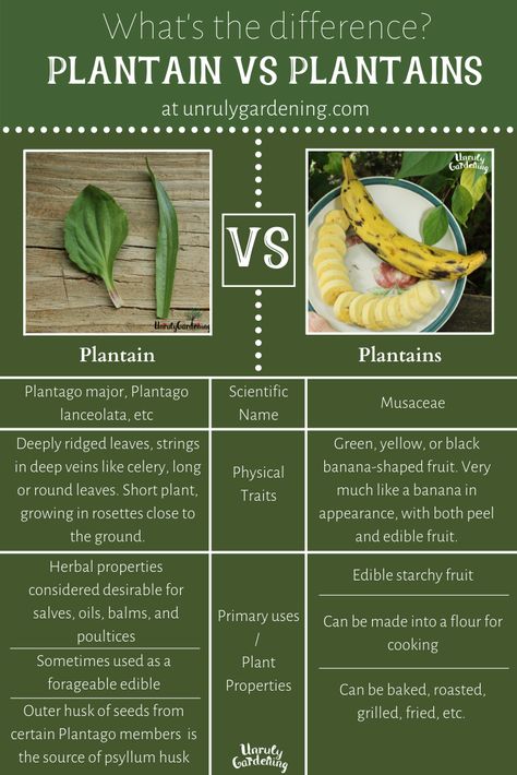 Plantain Leaves Benefits, Plantain Benefits, Plantain Plant, Plantain Herb, Fruit And Veg Market, Cooking Bananas, Plantain Recipes, Plantain Leaves, Herbal Remedies Recipes