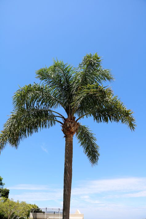 Madison Core, Queen Palm Tree, Palm Trees For Sale, Queen Palm, Palm Tree Images, Palm Tree Pictures, Palm Trees Landscaping, Christmas Palm Tree, Landscaping Images