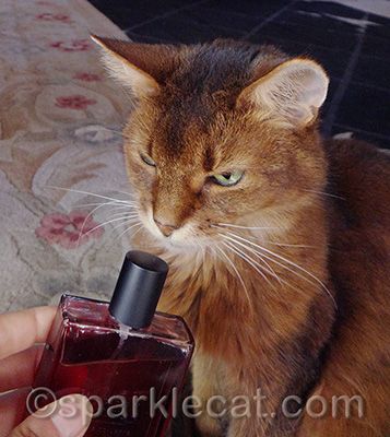 I answer the question, "What kind of perfume would cats make?" here: http://www.sparklecat.com/special/what-if-there-was-perfume-for-cats Cat Advice, Scent Bottle, Cat Behavior, Special Guest, Cat Memes, Funny Cats, Feline, Scents, Kitty