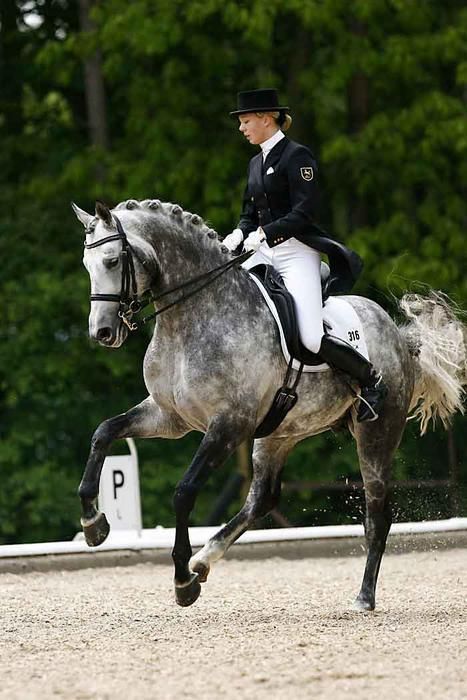 Warendorf 2006 Christin Schütte Schuette                                                                                                                                                                                 More Dresagge Horse, Grey Dressage Horse, Dapple Grey Horses, Grey Horses, Equestrian Dressage, Horse Inspiration, Horse Dressage, Grey Horse, Dressage Horses