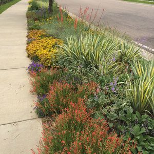 Hot Planting Palette for Hellstrip Garden  - Best Sidewalk Garden Ideas - Sunset Mobile City Sidewalk Landscaping, Park Strip Landscaping Ideas Utah, Sidewalk Strip Landscaping, Parkstrip Landscaping Ideas, Sidewalk Garden Ideas, Hell Strip Landscaping, Dry Garden Landscaping, Hellstrip Garden, Strip Garden