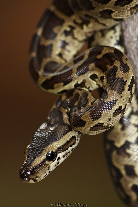 Juvenile Python - Koedoesdraai Emily Mcintire, Snake Facts, Cute Snakes, Snake Photos, Pretty Snakes, Colorful Snakes, Snake Wallpaper, Ball Pythons, Snake Lovers