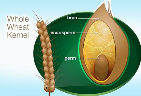 Illustration Of Whole Wheat Kernel What Are Whole Grains, Reading Food Labels, Quality Sleep, Whole Grains, Sugary Food, Sleep Solutions, Nutrient Rich Foods, Nutrition Labels, Healthy Foods To Eat