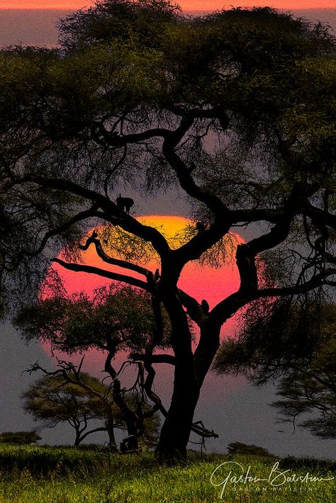 Africa Sunset, Serengeti Tanzania, African Jungle, African Mythology, African Art Paintings, Sunset Sea, The Beauty Of Nature, Wild Spirit, Animal Silhouette