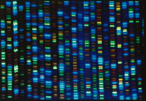 The blueprint human genome is still mostly based on a single man from Buffalo, NY. National Human Genome Research InstituteInstead of looking at one single genome, researchers are mapping out "a network of possibilities.” The post The benchmark for human diversity is based on one man’s genome. A new tool could change that. appeared first on Popular Science. Human Diversity, Genome Sequencing, Genetic Variation, African Ancestry, Dna Sequence, Howard Hughes, Human Genome, Human Dna, Personalized Medicine