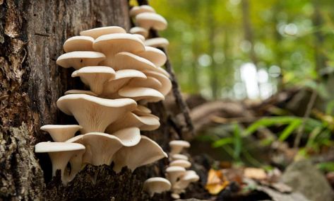 Free-for-all by wild mushroom pickers puts woodland habitats at risk | Science | The Guardian Mushroom Reference, Amanita Phalloides, Mushrooms Growing, Chicken Of The Woods, Mushroom Plant, Mushroom Pictures, Oyster Mushroom, Edible Mushrooms, Oyster Pearl