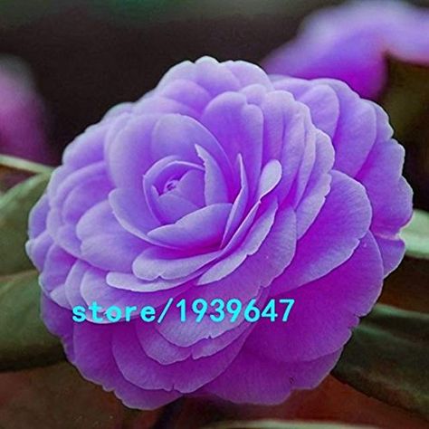 Camellia Plant, Trees For Front Yard, Plants Under Trees, Blooming Succulents, Seed Pots, Bonsai Seeds, Camellia Japonica, Bonsai Flower, Indoor Bonsai