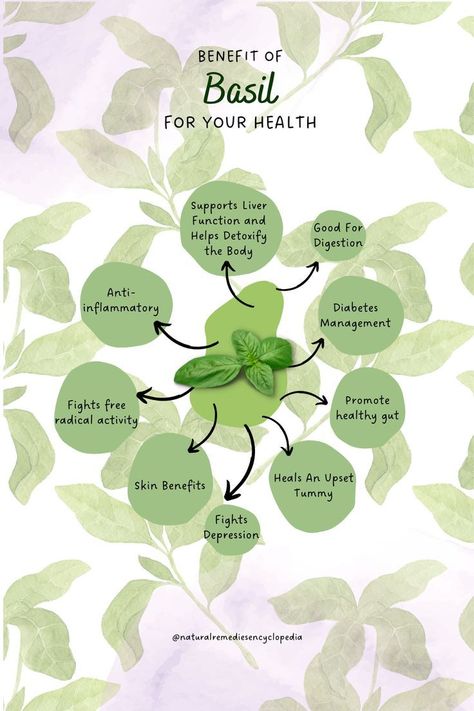 From healthy gut to stronger immunitybenefits of basil leaves are quite a lot. Benefits Of Basil, Basil Health Benefits, Herbal Tea Benefits, Medicinal Herbs Garden, Medicinal Garden, Medical Herbs, Food Health Benefits, Basil Plant, Magic Herbs