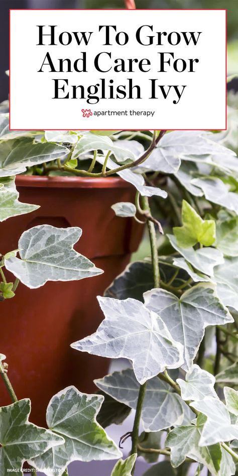 Repotting English Ivy, English Ivy Care Indoors, English Ivy Plant Indoor, How To Care For English Ivy Indoors, How To Grow Ivy Indoors, Ivy Plants Outdoor, English Ivy Indoor Decor, Ivy Plant Outdoor, English Ivy Outdoor