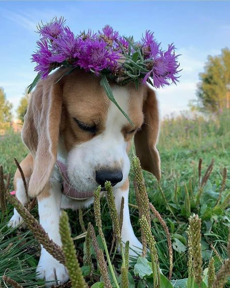 Miniature Beagle, Beagle Breeds, Pocket Beagle, Cute Beagles, Really Cute Dogs, Purebred Dogs, Beautiful Weather, Beagle Puppy, Beagle Dog