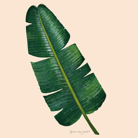 Janet Hirata Stall on Instagram: “Continuing the tropical vibe with this banana leaf! 🍌 🍃  #procreate30 . . #makeitindesign #summerschool2018 #jungleluxebugs” Banana leaf, tropical, botanical, digital art, procreate, ipad art, illustration, surface design Banana Tree Leaf Tattoo, Tropical Leaf Illustration, Banana Leaf Drawing, Banana Tree Wallpaper, Banana Leaf Illustration, Drawing Botanicals, Hope Background, Banana Tree Leaves, Banana Leaf Plant