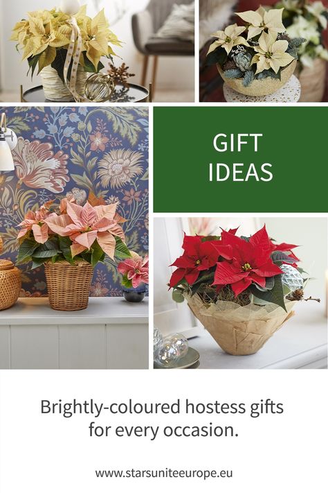 Wondering if poinsettia plants make a great gift idea? The obvious answer is YES! As one of the most popular winter flowering plants, with a huge range of colours, growth habits and sizes, planted poinsettia arrangements are great to gift during the winter months. #gift #giftideas #decor #decoration #homedecor #interiordesign #decoracion #decorideas #decorlovers #decoraçãodeinteriores #decoracioninteriores #decorando #decoración #decorhome Red Wood Stain, Winter Flowering Plants, Golden Bowl, Poinsettia Plant, Giving Flowers, Diy Bowl, Plastic Foil, Decorative Basket, Pre Christmas