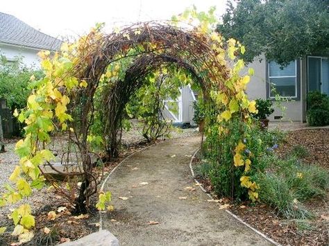 grape vine tunnel - illusion of long tunnel, but with spaces for ... Vine Tunnel, Grape Vine Trellis, Grape Trellis, Vine Trellis, Garden Corner, Front Garden Landscape, French Country Garden, Garden Vines, Garden Arches