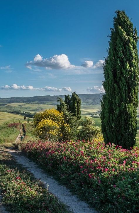 Travel Italy Tuscany, Val D Orcia, Toscana Italia, Italy Tuscany, Travel Italy, Places In The World, Italy Vacation, Tuscany Italy, Rolling Hills