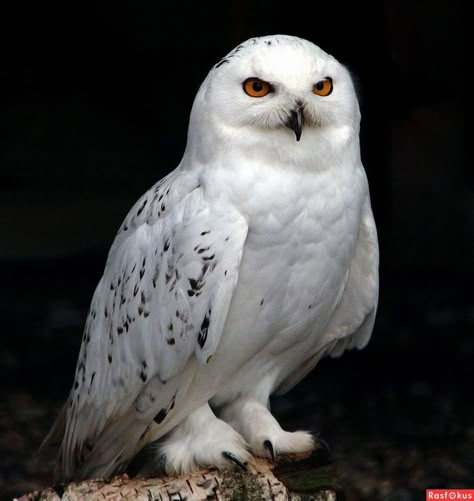 Arctic Owl, Snowy Owls, Harry Potter Owl, Owl Photography, Snow Owl, Dragon Sketch, Owl Family, White Owl, Snowy Owl