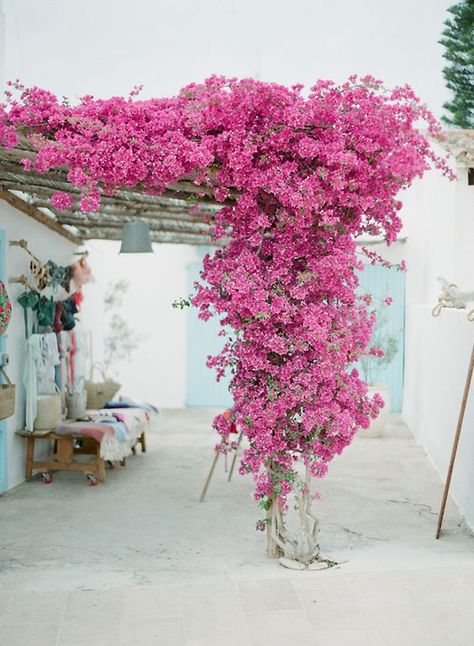 Bougainvillea Trellis, Garden Vines, Pergola Patio, Bougainvillea, Dream Garden, Garden Inspiration, Secret Garden, Garden Landscaping, Pink Flowers