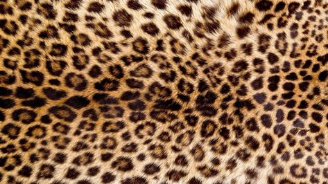 Get Rick Rolled, Glamour Wallpaper, Jaguar Wallpaper, Cheetah Print Background, Cheetah Wallpaper, Mac Backgrounds, Leopard Print Background, Leopard Print Wallpaper, Desktop Wallpaper Macbook