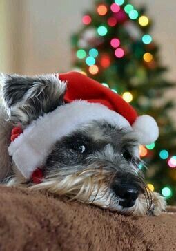 Schnauzer Mix, Mini Schnauzer Puppies, Schnauzer Art, Mini Schnauzers, Miniature Schnauzer Puppies, Miniature Schnauzers, Christmas Dogs, Schnauzer Puppy, Up All Night