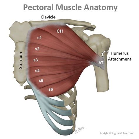 Pectoral Muscle Anatomy Pectoral Muscles Anatomy, Chest Anatomy Reference, Chest Muscles Anatomy, Chest Anatomy, Human Muscle Anatomy, Muscle Structure, Chest Press, Pectoral Muscles, Anatomy Models