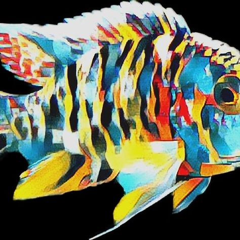 Wall Art Canvas Prints, Long Hoodie, Will Smith, Art Boards, Animal Art, Hoodie Shirt, Fish, Pet, Animals