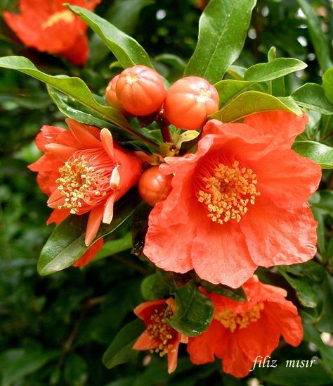 Pomegranate Flower, Pomegranate Blossom, Pomegranate Plant, Pomegranate Photography, Pomogranette Aesthetic, Pomegranate Tree Aesthetic, Pomogranette Photography, Pomegranate Orchard, Pomegranate Art