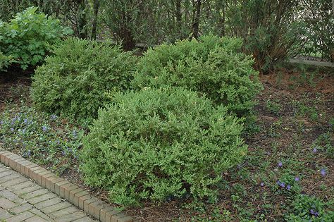 Boxwood Shrub, Korean Boxwood, Buxus Microphylla, Wintergreen Boxwood, Boxwood Landscaping, Winter Shrubs, Landscape Nursery, Box Wood Shrub, Boxwood Plant