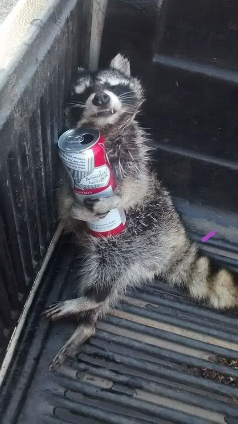 Pet Raccoon, Image Chat, Cute Raccoon, Raccoon Funny, Trash Panda, Funny Animal Jokes, Silly Animals, Cute Wild Animals, Racoon