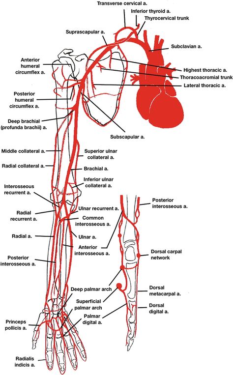 Artery And Veins Anatomy, Anatomy Terminology, Medschool Aesthetic, Brachial Artery, Surgical Technologist Student, Upper Limb Anatomy, Human Body Science Projects, Arteries Anatomy, Medical Laboratory Science Student