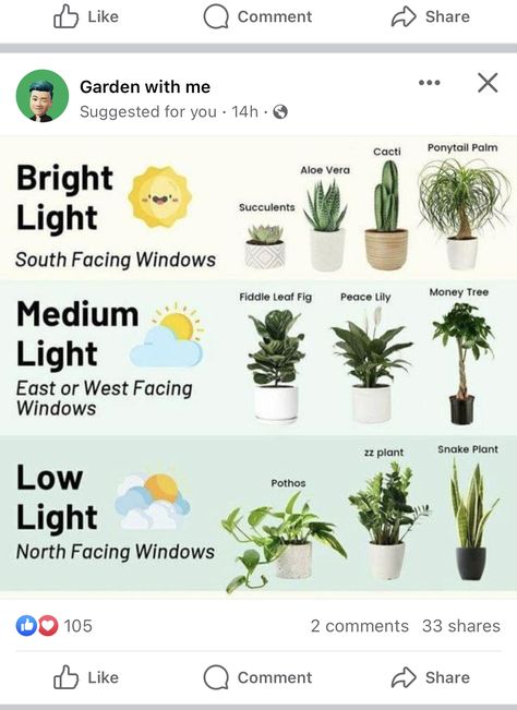 Types Of House Plants, Indoor Plants Low Light, Easy House Plants, Household Plants, Plant Care Houseplant, Eclectic Boho, Plant Hacks, Inside Plants, Growing Plants Indoors