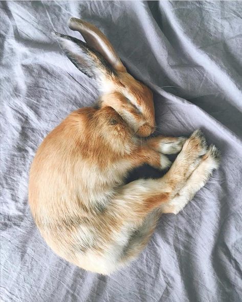 Bunny Curled Up, Bunny Lying Down, Rabbit Lying Down, Sleeping Bunny Tattoo, Rabbit Laying Down, Bunny Laying Down, Rabbits Cuddling, Rabbits Sleeping, Rabbit Sleeping