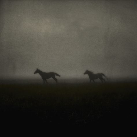 Stormy Weather Aesthetic, Horse Landscape, Horse Aesthetic, Stormy Weather, Wild Horse, Fantasy Aesthetic, Black Horse, Dark Photography, Horse Love