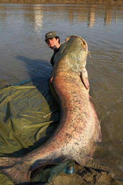 World largest fresh water fish  #fishing #hunting #fisherman #fish ...der natürlich sofort von irgendeinem Idioten getötet wird! Wels Catfish, Pesca In Mare, River Monsters, Giant Fish, Monster Fishing, Water Animals, Gone Fishing, Ocean Creatures, Big Fish