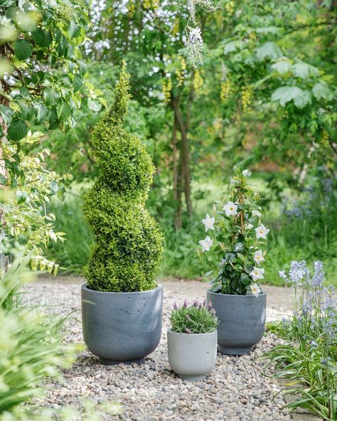 Be transported to a concrete jungle every time you see the Seattle Planters in Slate and Cement tones.   With their on-trend concrete effect and natural finish, they have a raw urban look that makes them the ultimate contemporary garden accessory.  Treated to make sure they’re frost and UV resistant, these round grey garden plant pots are guaranteed to last the unpredictable UK weather for up to 3 years.   Why not give them a skyscraper makeover of their own, by planting with climbing plants ... Round Garden, Cement Color, Uk Weather, Garden Plant Pots, Cement Planters, Grey Gardens, Contemporary Garden, Modern Planters, Concrete Jungle