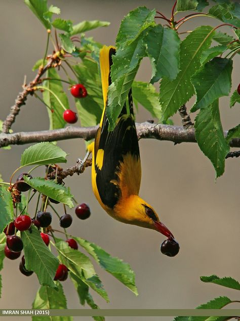 Golden Oriole (Oriolus oriolus) Hooded Oriole, Eurasian Golden Oriole, Baltimore Orioles Birds, Golden Oriole, Oriole Bird, Yellow Billed Oxpecker, Most Beautiful Birds, Deciduous Trees, Bird Drawings