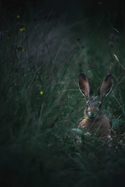 Rabbit In Nature, Dark Forest Aesthetic, Nice Photography, Red Rising, Wild Rabbit, Mice And Men, Watership Down, Old Souls, Still Life Photos