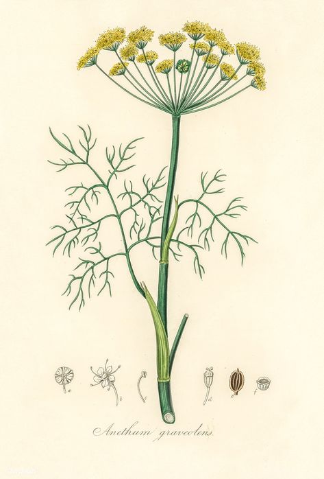 Dill (Anethum graveolens) illustration from Medical Botany (1836) by John Stephenson and James Morss Churchill. | free image by rawpixel.com Dill Botanical Illustration, Dill Illustration, Anethum Graveolens, Embroidered Sheets, Vintage Plants, Herbs Illustration, Botany Illustration, November Challenge, Illustration Botanical