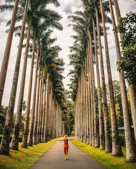 The Royal Botanical Gardens are located in Peradeniya town. It is near the Mahaweli River which is the longest river in Sri Lanka. The garden is 147 acres in size and includes more than 4000 species of plants such as orchids, medicinal plants, spices and palm trees. Photo credit @lightworld_travel #travel #nature #garden #travelphotography Shri Lanka Travel, Peradeniya Botanical Garden, Sri Lanka Travel Photography, Sri Lanka Aesthetic, Travel Sri Lanka, Sri Lanka Photography, Sri Lanka Holidays, Trees Photo, Summer Vacation Destinations