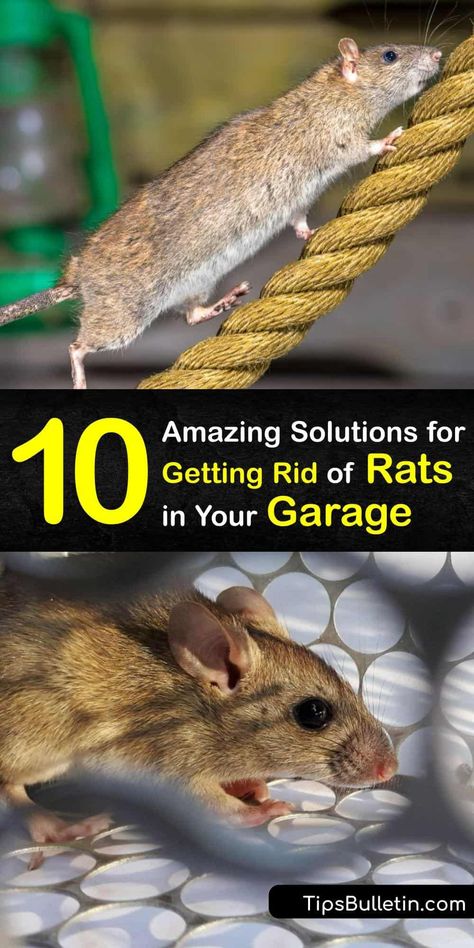 Rat Traps That Work, Rat Deterrent, Homemade Rat Poison, Household Bugs, Killing Rats, Get Rid Of Rats, Roof Rats, Rat Infestation, Rat Repellent