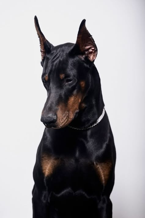 Doberman | European Doberman | aesthetic | dogs of Pinterest | Doberman Pics| Doberman Wallpaper Doberman Front View, Snarling Doberman, Black Doberman Aesthetic, Doberman Side Profile, Doberman Aesthetic Dark, Doberman Profile, Angry Doberman, Doberman Wallpaper, Doberman Photography