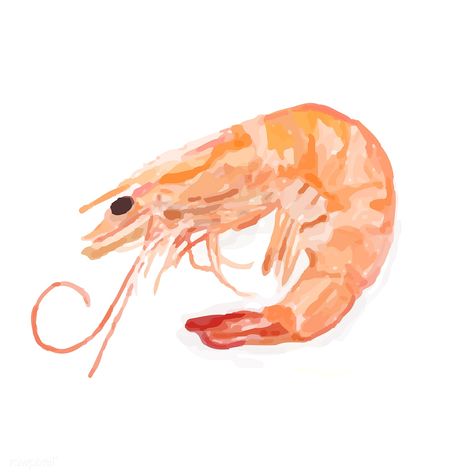 Hand drawn shrimp watercolor style | free image by rawpixel.com Seafood Shrimp, Free Image, Premium Vector, Seafood, Hand Drawn